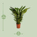 Spathiphyllum Sweet Sebastiano Peace Lily Ø24cm ↕110cm Bild 2