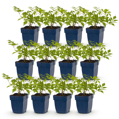 Green boutiQ - Perennial - Astilbe (J) Germany - Plume Spiraea - Shade - White - 12 Plants - Pot 11cm - Height 15-25cm