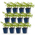 Green boutiQ - Perennial - Astilbe (J) Deutschland - Plume Spiraea - Shade - White - 12 Plants - Pot 11cm - Height 15-25cm Bild 1