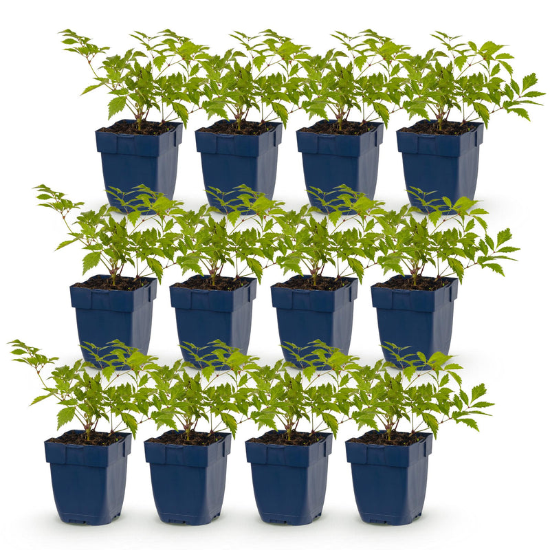 Green boutiQ - Perennial - Astilbe (J) Deutschland - Plume Spiraea - Shade - White - 12 Plants - Pot 11cm - Height 15-25cm