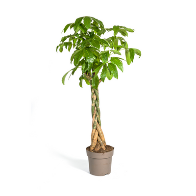 Pachira Aquatica Geldbaum Ø30cm, 160-180cm