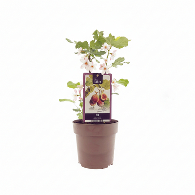 Ficus Brown Turkey - Ø15cm - ↕40cm