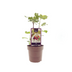 Ficus Brown Turkey - Ø15cm - ↕40cm Bild 1