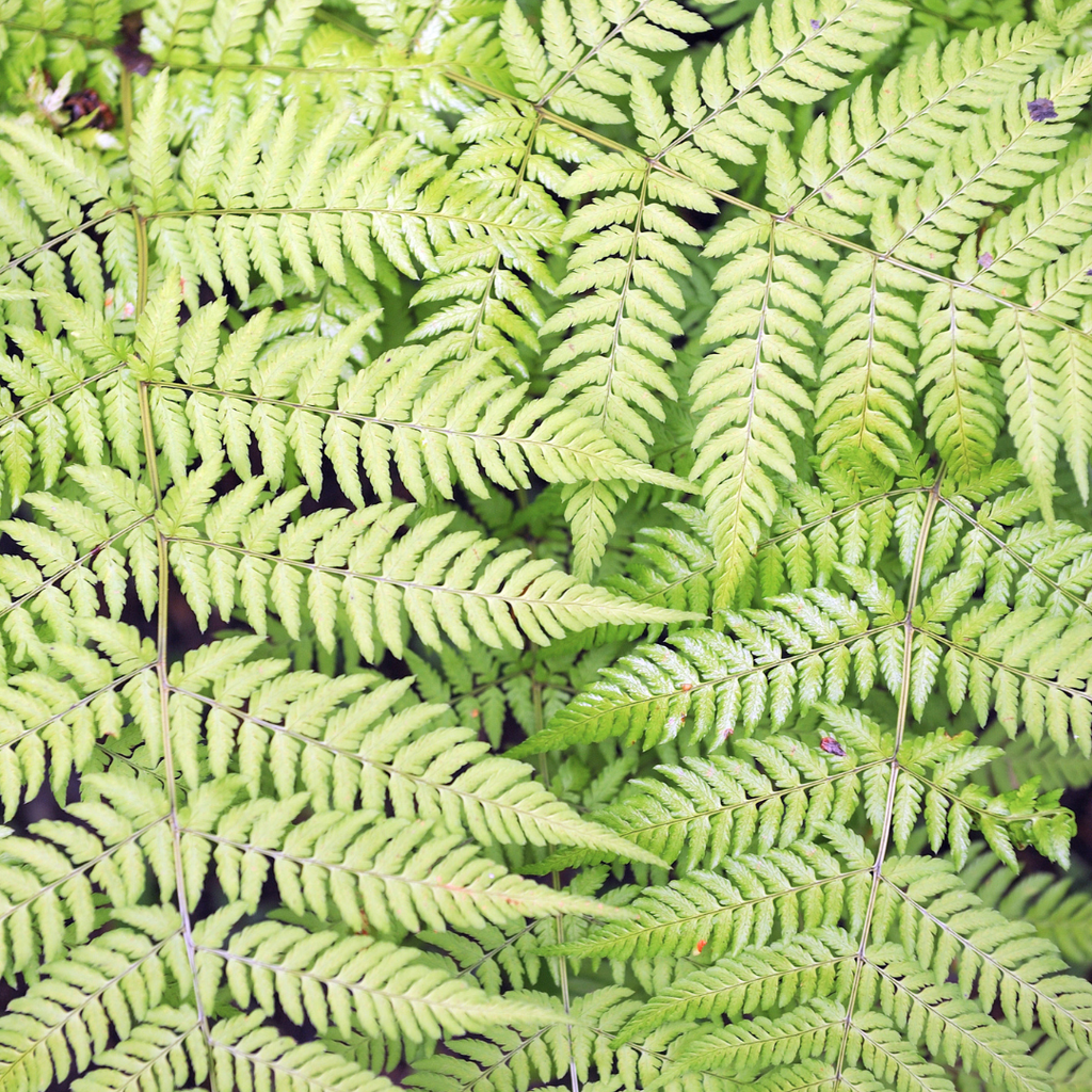 6x Dryopteris filix-mas - ↕10-25cm - Ø9cm