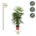 Rhapis Excelsa Damenpalme - 190 cm hoch, ø34 Topf Bild 2