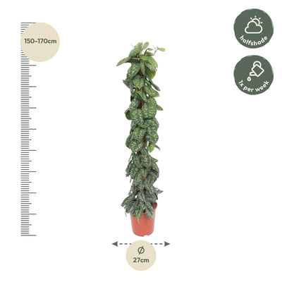 Scindapsus Pictus Trebie mit Moosstab - 160 cm - Ø30