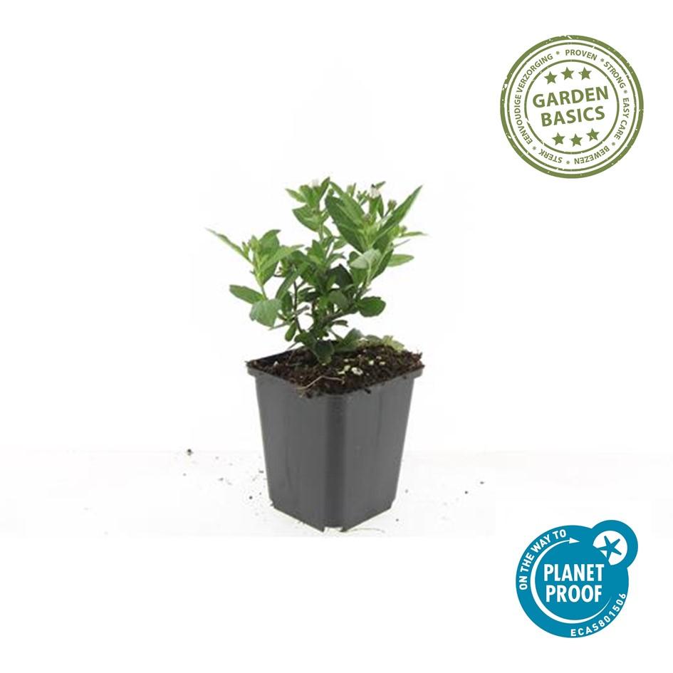 12x Aster ageratoides 'Stardust' - Weiße Herbstastern im 9cm Topf