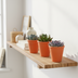 Echeveria Mix 8.5 cm in Terracotta Pot - Pack of 3 Bild 3