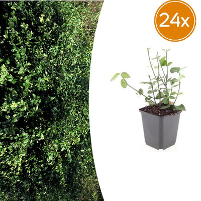 24x Euonymus fortunei 'Coloratus' - 10-25cm - Ø9cm