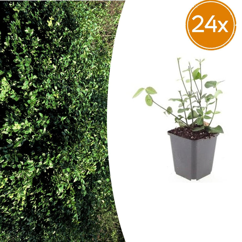 24x Euonymus fortunei 'Coloratus' - 10-25cm - Ø9cm