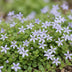 Green boutiQ - Perennials - Isotoma fluviatilis - Blue Star Creeper - Rock Garden Plants - Light Blue - 1 Plant - 11cm Pot - Height 15-25cm Bild 5