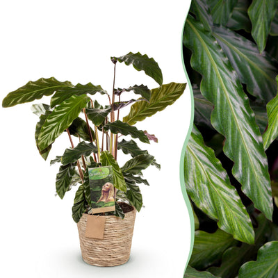 Green boutiQ - Zimmerpflanzen - Calathea Rufibarba - Pfauenpflanze - Wenig Pflege - mit Korb - Grün - 1 Pflanze - Topf 17cm - Höhe 55-60cm
