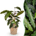 Green boutiQ - Zimmerpflanzen - Calathea Rufibarba - Pfauenpflanze - Wenig Pflege - mit Korb - Grün - 1 Pflanze - Topf 17cm - Höhe 55-60cm Bild 1