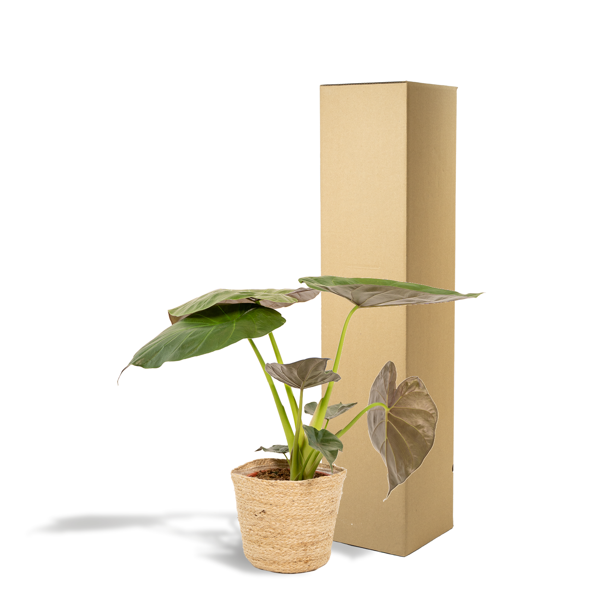 Alocasia Wentii - Ø19cm - ↕65cm + Korb Selin