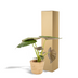 Alocasia Wentii 'Elefantenohr' – 19cm Topf, 65cm hoch inkl. Korb Bild 5