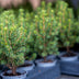 12x Mini-kerstboom - ↑15-20 cm - Ø 6 cm Picea Glauca Perfecta Bild 3