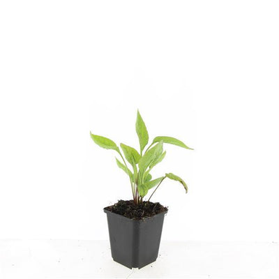 48x Echinacea 'White Swan' - 10-25cm hoch - 9cm Topf