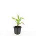 48x Echinacea 'White Swan' - 10-25cm hoch - 9cm Topf Bild 2