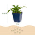 Green boutiQ - Perennial - Campanula pers. Alba - Peach Leaf Bellflower - Attracts Bees and Butterflies - White - 12 Plants - Pot 11cm - Height 15-25cm Bild 3