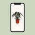 Alocasia Polly (Pfeilblatt) - Ø17cm, ↕45cm Bild 5