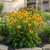 Green boutiQ - Staude - Rudbeckia fulg. Goldsturm - Gelbe Sonnenhut - Bienen- und Schmetterlingsanwerfer - Gelb - 1 Pflanzen - Topf 11cm - Höhe 15-25cm Bild 5