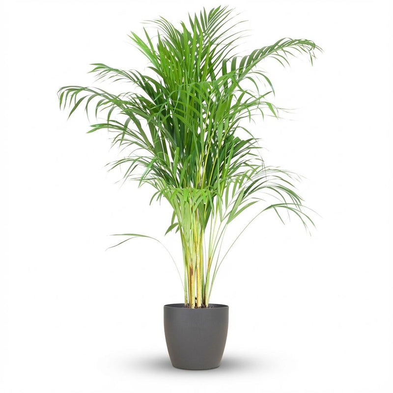 Areca-Palme (Dypsis) mit grauem Topf - 100 cm