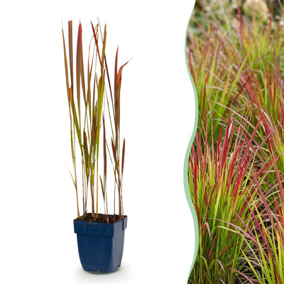 Green boutiQ - Gräser - Imperata cylindrica Red Baron - Japanisches Blutgras - Rote Ausläufer - Rot - 1 Pflanze - Topf 11cm - Höhe 15-25cm
