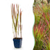 Green boutiQ - Gräser - Imperata cylindrica Red Baron - Japanisches Blutgras - Rote Ausläufer - Rot - 1 Pflanze - Topf 11cm - Höhe 15-25cm Bild 1