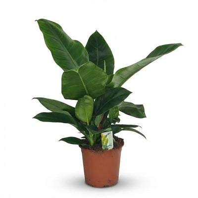 Philodendron Imperial Green Zimmerpflanze – 65cm, Topf 19cm