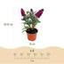 Buddleja Butterfly Candy Little Ruby - Butterfly Bush, compact, red Bild 3