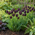 35x Schwarze Tulpe 'Black', Frühlingsblüher, Zwiebelgröße 10/11 Bild 2