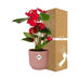 Anthurium Red in an ELHO Vibes Fold Pot - Tropical Elegance Bild 4