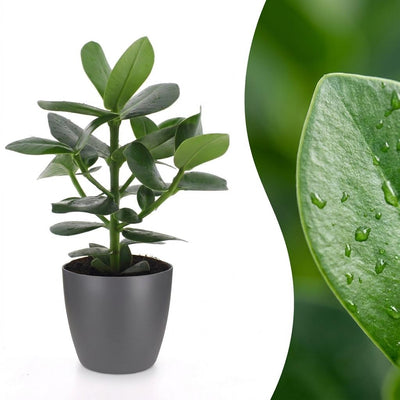 Green boutiQ - Clusia Princess - Clusia - 1 Pflanze - mit Grau Topf - Topf 12cm - Höhe - 40cm