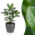Green boutiQ - Clusia Princess - Clusia - 1 Pflanze - mit Grau Topf - Topf 12cm - Höhe - 40cm Bild 1