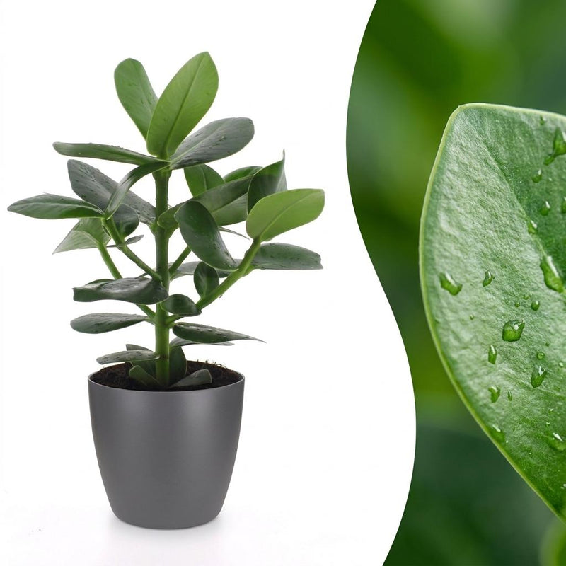 Green boutiQ - Clusia Princess - Clusia - 1 Pflanze - mit Grau Topf - Topf 12cm - Höhe - 40cm