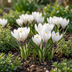60x Weiße Krokusse: Frühlingsblüher, Zwiebelgröße 7/8 Bild 2