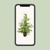 Ficus benjamina Goldenking, 95cm hoch, Ø21cm Topf Bild 5