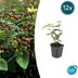 12x Hypericum inodorum 'Rheingold' - ↕10-25cm - Ø9cm Bild 1