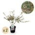 GreenboutiQ Japanischer Ahorn 'Iyoshi' – 2 rosa Pflanzen, 70cm Bild 1