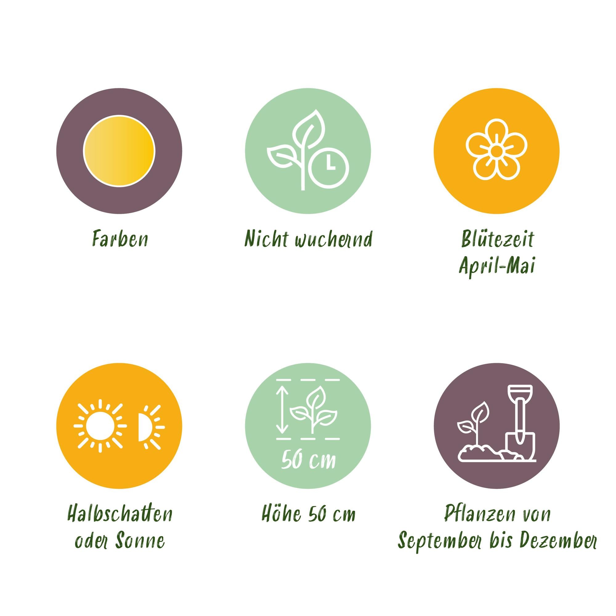 GreenboutiQ - Blumenzwiebeln - Tulp Vendeeglobe - Bulbs Hardy Perennial - Farbe Gelb - 12 Stück - Zwiebelgröße 11/12 - XXL Pack