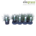 Festuca glauca Azura Blue - Blauschwingel im Ø14 Topf, 30cm hoch Bild 3
