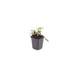 48x Salvia 'Schneehügel' - Perennial, 10-25cm, Ø9cm Pot Bild 2