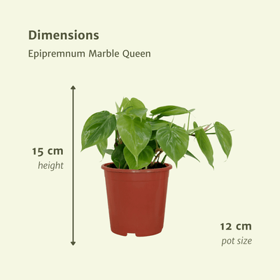 2x Philodendron Scandens Herzblatt Pflanze, 5cm Topf Ø12cm