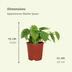 2x Philodendron Scandens Heartleaf Plant, 5cm Pot Ø12cm Bild 2