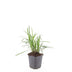 48x Liriope muscari 'Monroe White' - ↕10-25cm - Ø9cm Bild 2