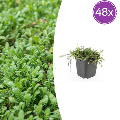 48x Leptinella squalida Bodendecker - 10-25cm hoch, 9cm Topf