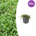 48x Leptinella squalida Bodendecker - 10-25cm hoch, 9cm Topf Bild 1