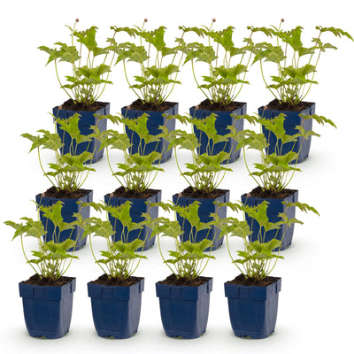 Green boutiQ - Perennial - Anemone hybr. Hon. Jobert - Autumn Anemone - Shade - White - 12 Plants - Pot 11cm - Height 15-25cm
