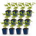 Green boutiQ - Perennial - Anemone hybr. Hon. Jobert - Autumn Anemone - Shade - White - 12 Plants - Pot 11cm - Height 15-25cm Bild 5