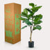 Artificial Plant Ficus Lyrata Fiddle Leaf Fig 90cm - Easy Care & Realistic Bild 6